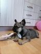 Французский бульдог